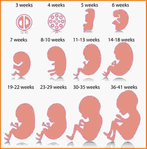 hamilelikte 11 hafta bebek gelişimi